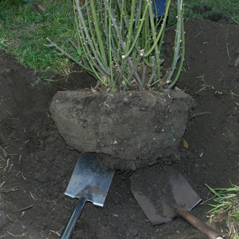 Plant Relocation Image