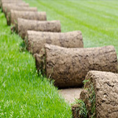 Instant Lawn Image